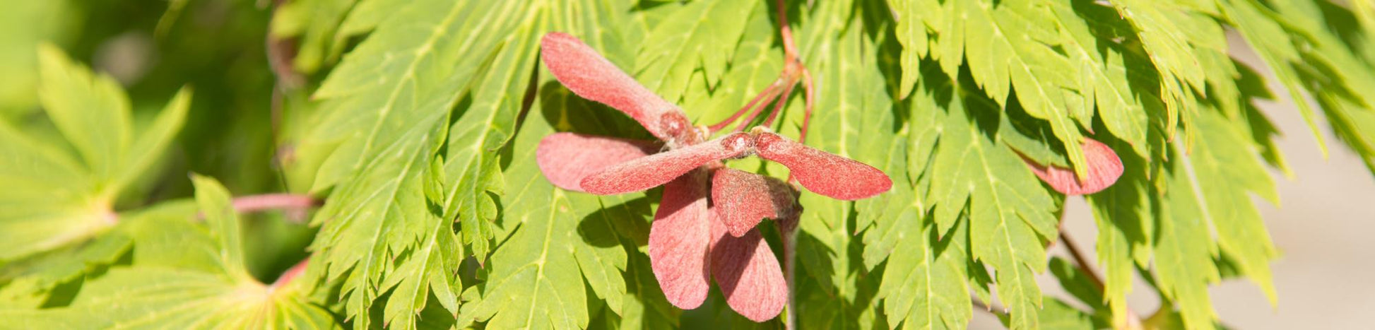 Acer Japonicum 'aconitifolium' - View 25 from www redcrocus com