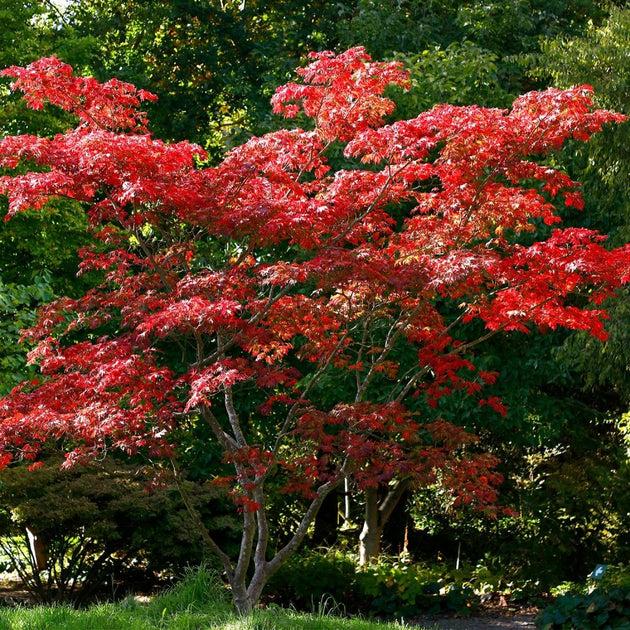 Acer Japonicum 'aconitifolium' - View 27 from www redcrocus com