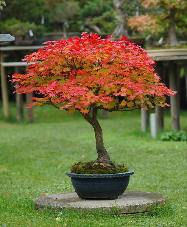 Acer Japonicum 'aconitifolium' - View 28 from www redcrocus com