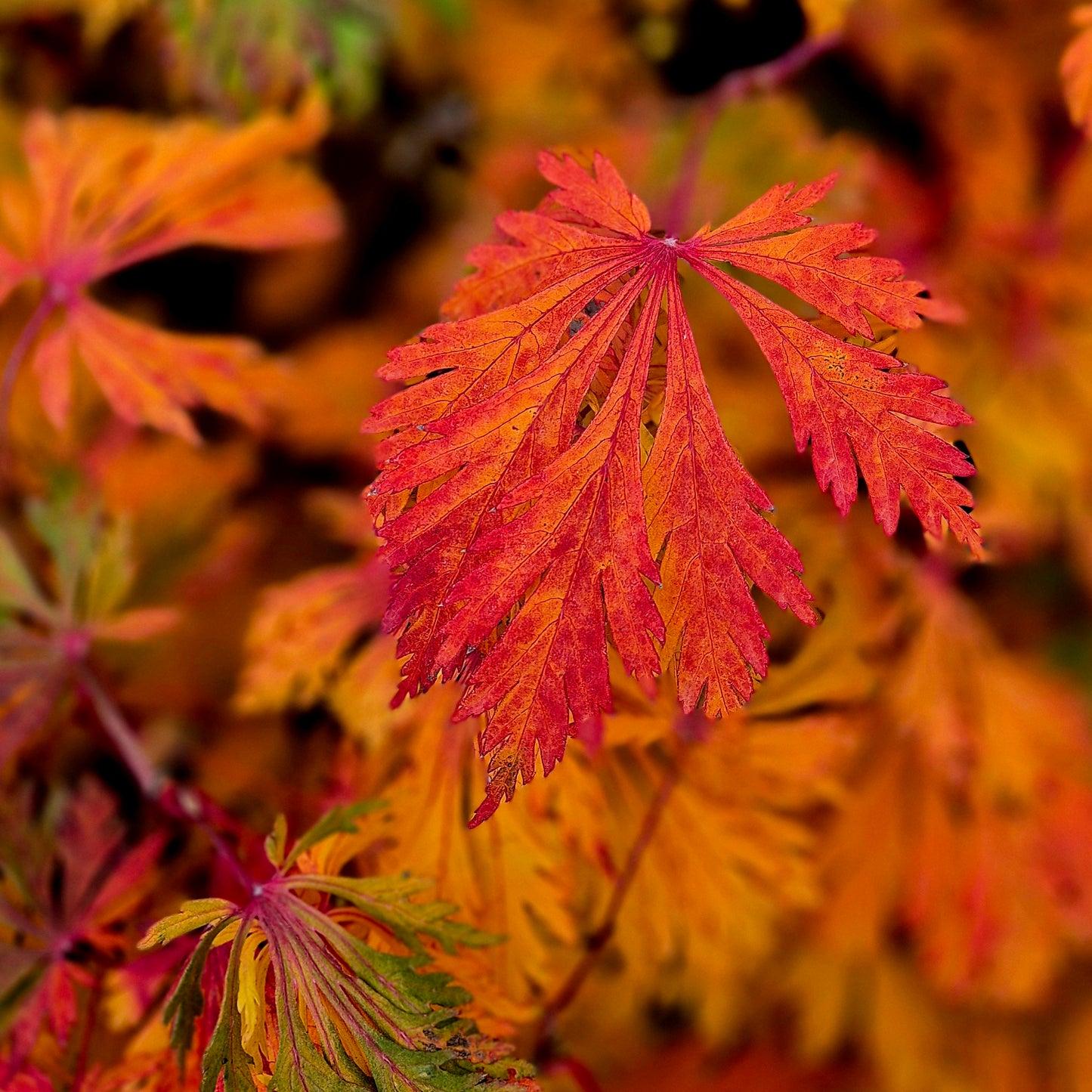 Acer Japonicum 'aconitifolium' - View 29 from www redcrocus com