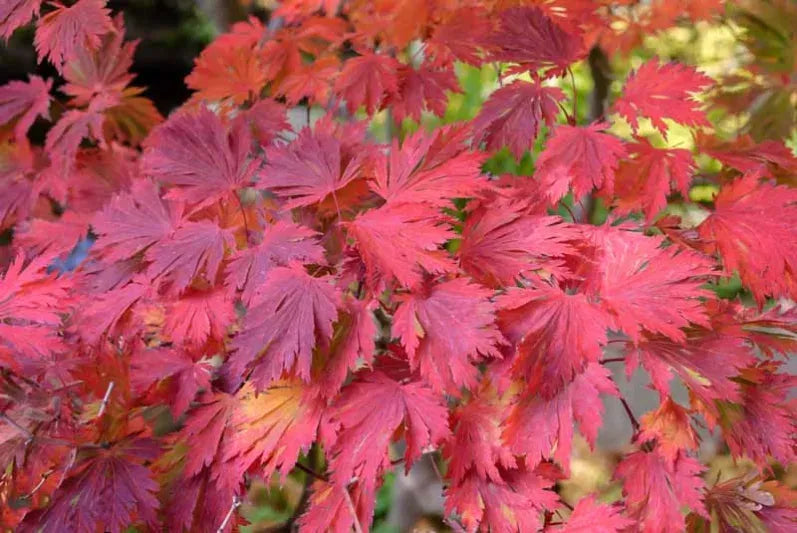Acer Japonicum 'aconitifolium' - View 2 from www redcrocus com