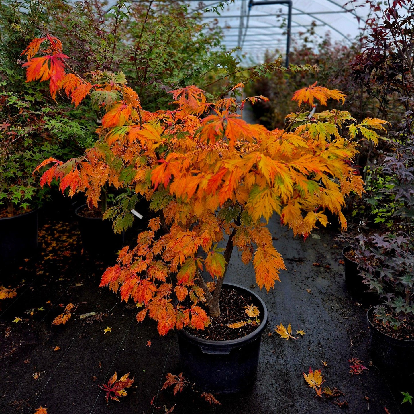 Acer Japonicum 'aconitifolium' - View 30 from www redcrocus com