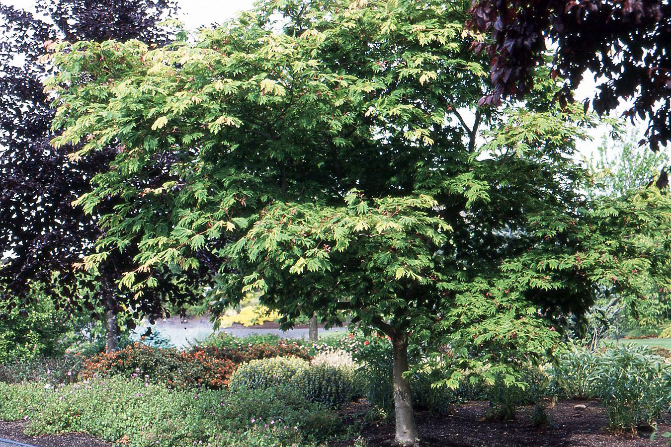 Acer Japonicum 'aconitifolium' - View 31 from www redcrocus com