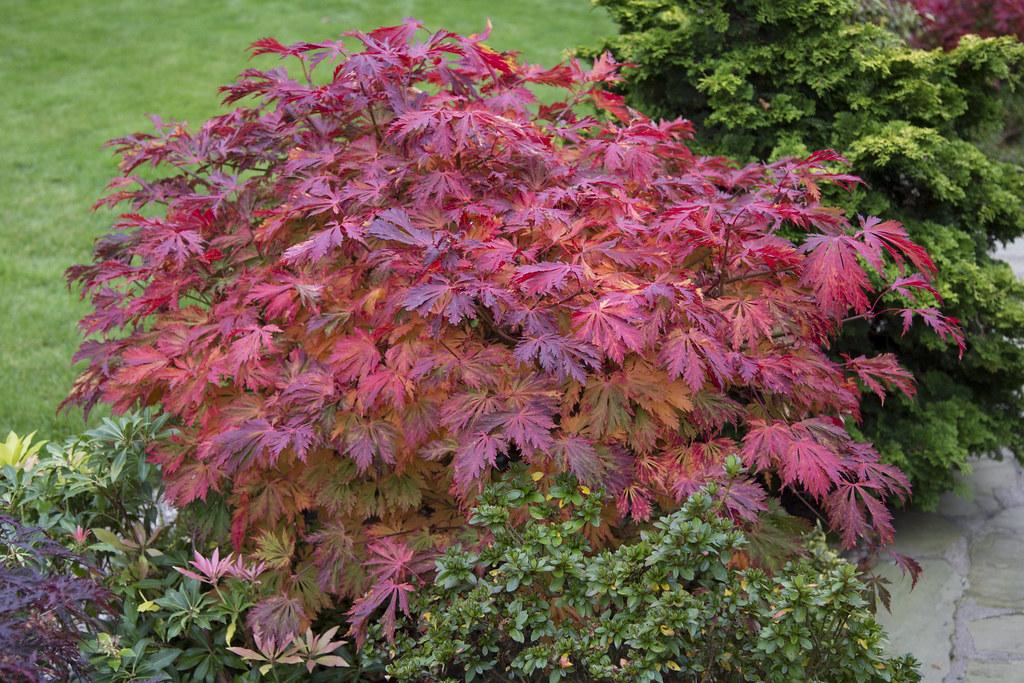 Acer Japonicum 'aconitifolium' - View 32 from www redcrocus com