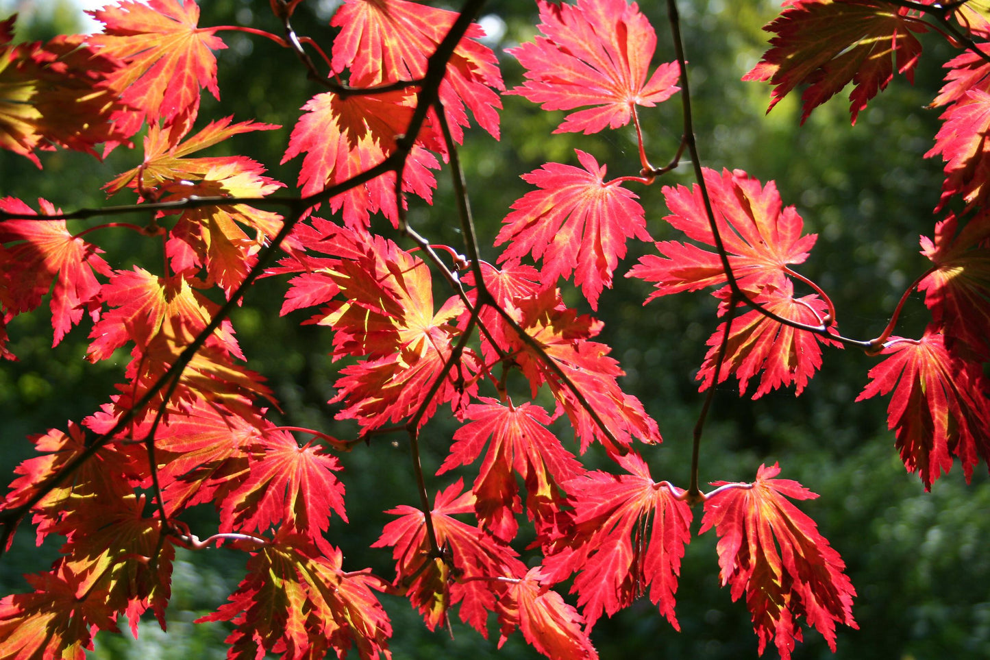 Acer Japonicum 'aconitifolium' - View 33 from www redcrocus com