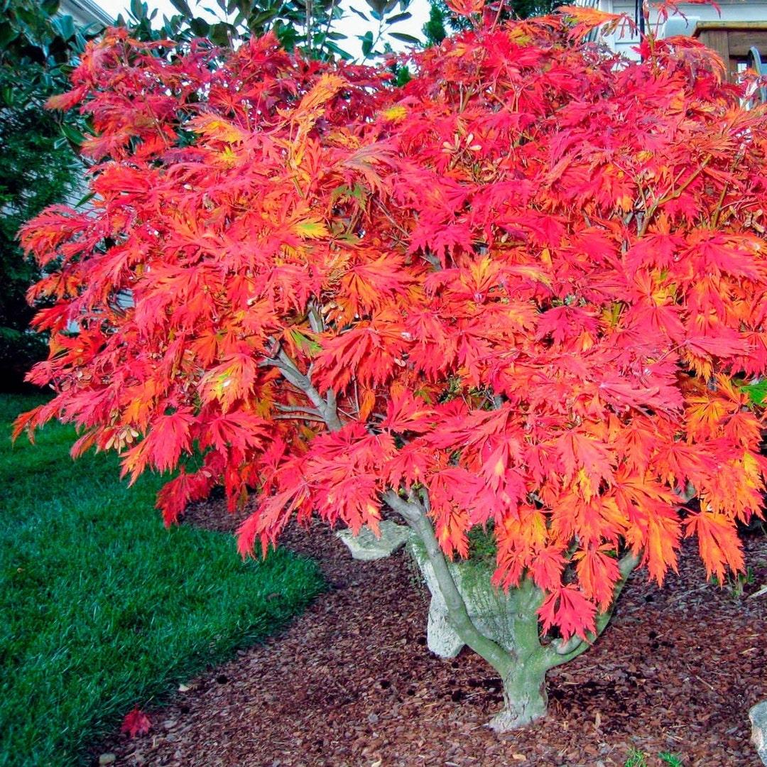 Acer Japonicum 'aconitifolium' - View 34 from www redcrocus com