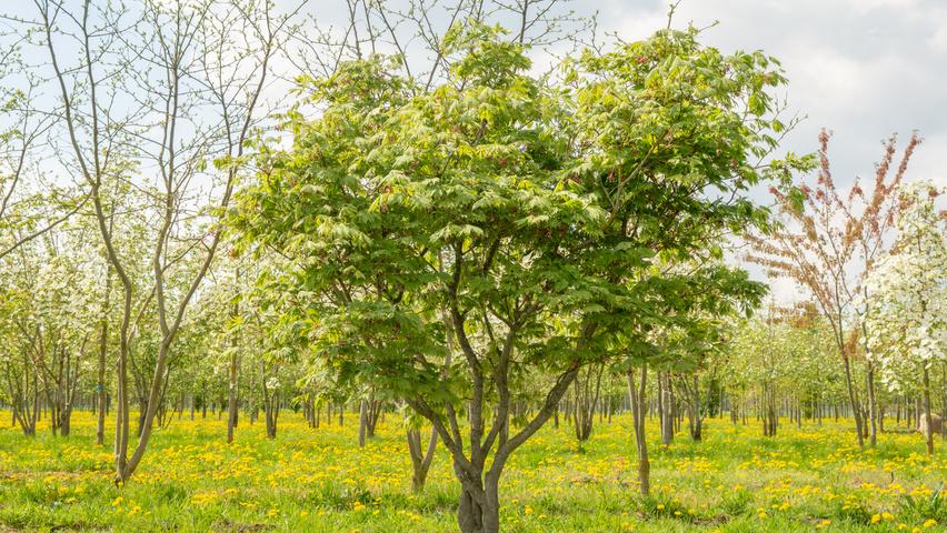 Acer Japonicum 'aconitifolium' - View 3 from www redcrocus com
