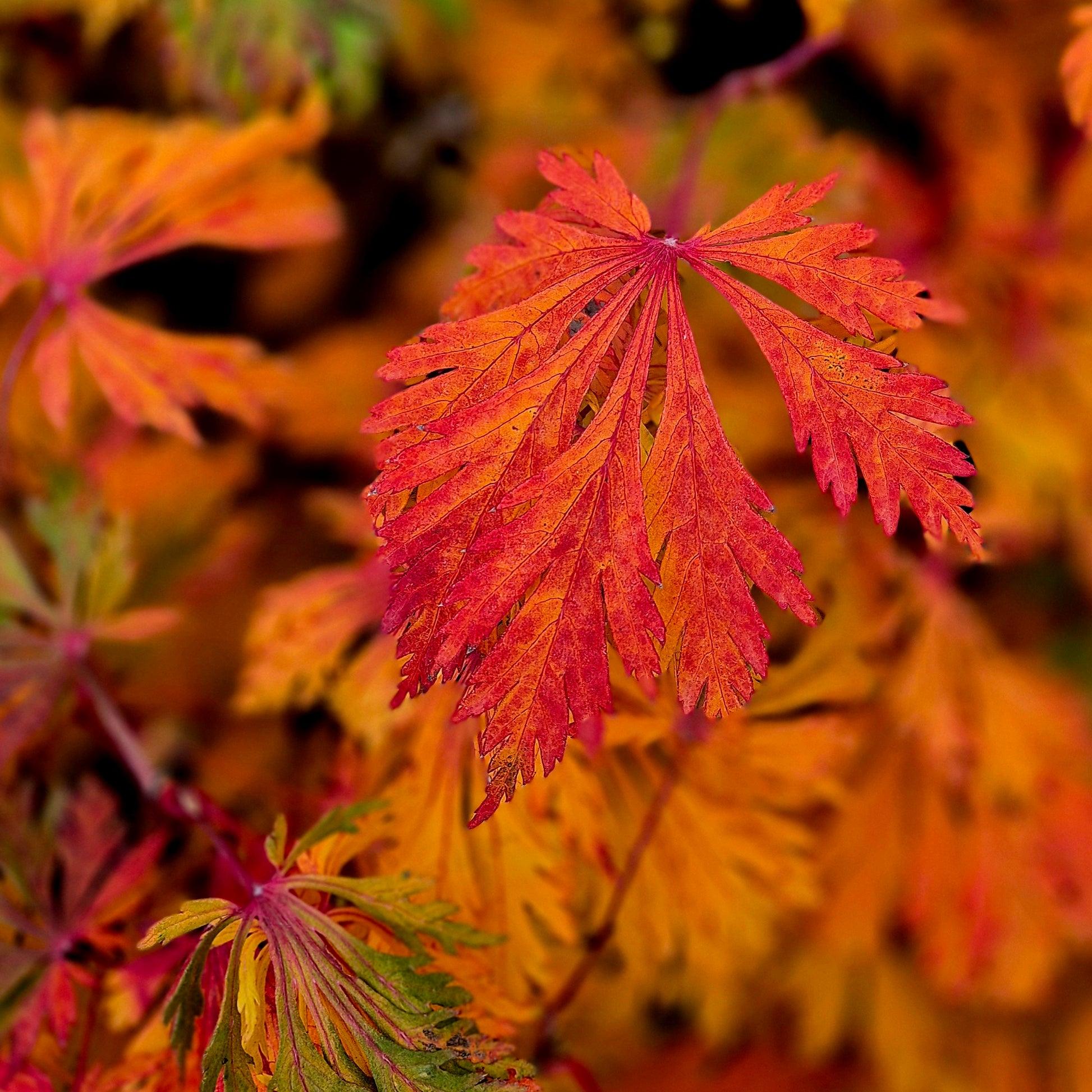 Acer Japonicum 'aconitifolium' - View 4 from www redcrocus com