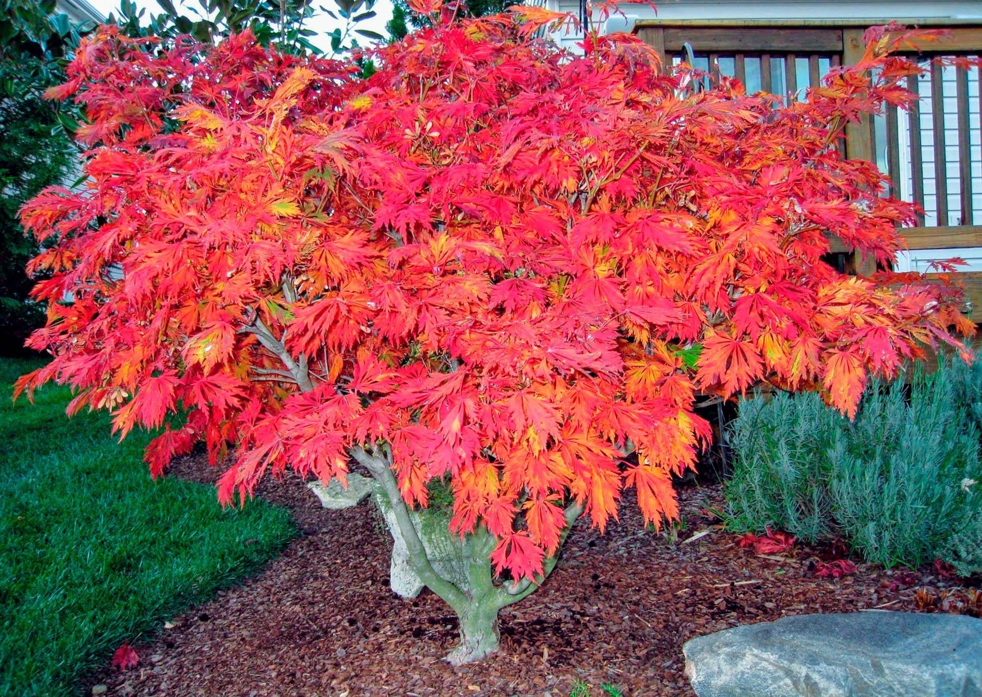 Acer Japonicum 'aconitifolium' - View 6 from www redcrocus com