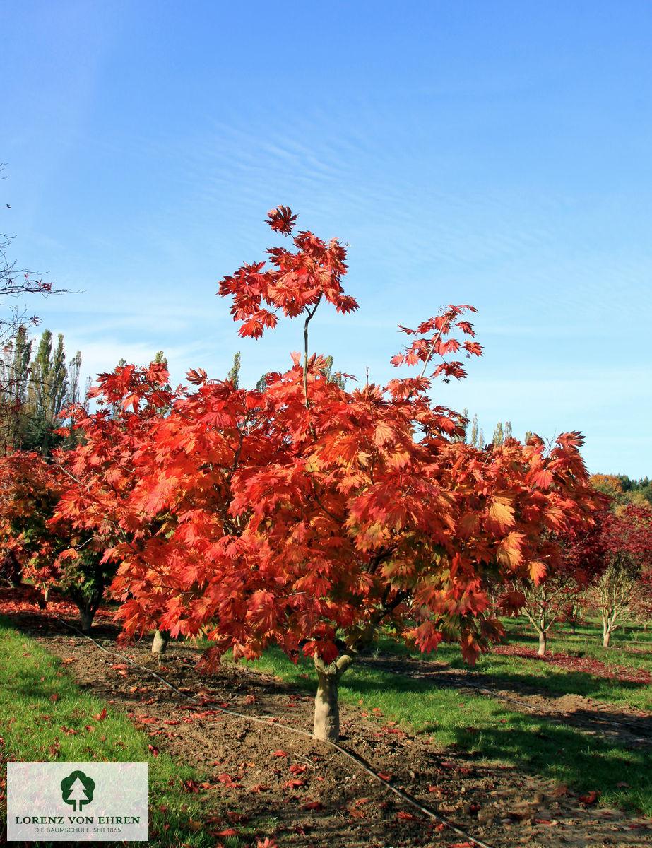 Acer Japonicum 'aconitifolium' - View 9 from www redcrocus com