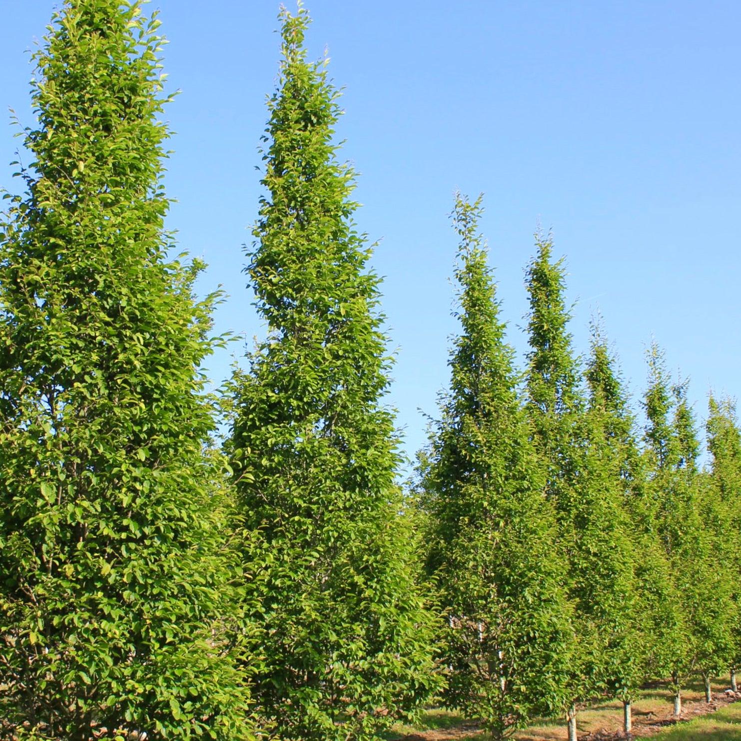 Carpinus Betulus Fastigiata Low Branch - View 13 from www redcrocus com