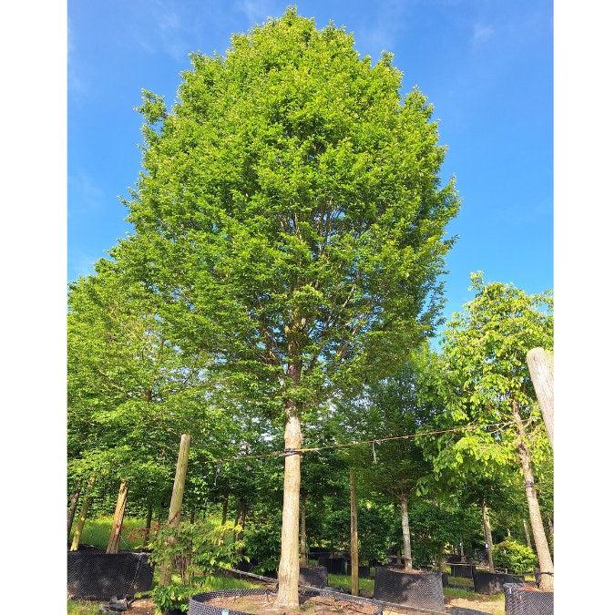 Carpinus Betulus Fastigiata Low Branch - View 16 from www redcrocus com