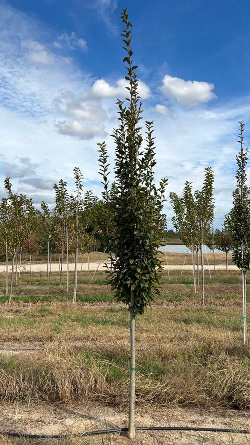 Carpinus Betulus Fastigiata Low Branch - View 17 from www redcrocus com
