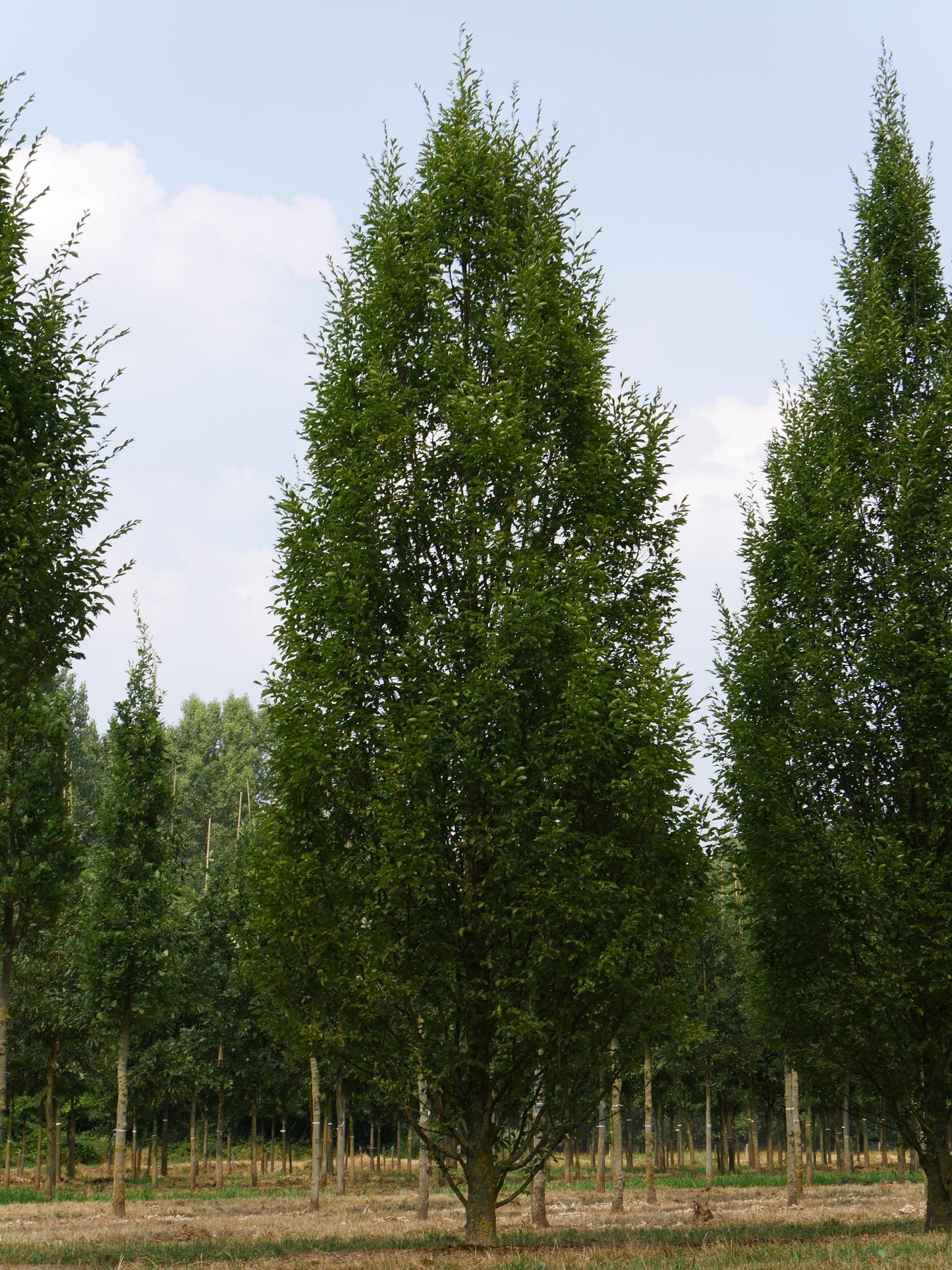 Carpinus Betulus Fastigiata Low Branch - View 6 from www redcrocus com