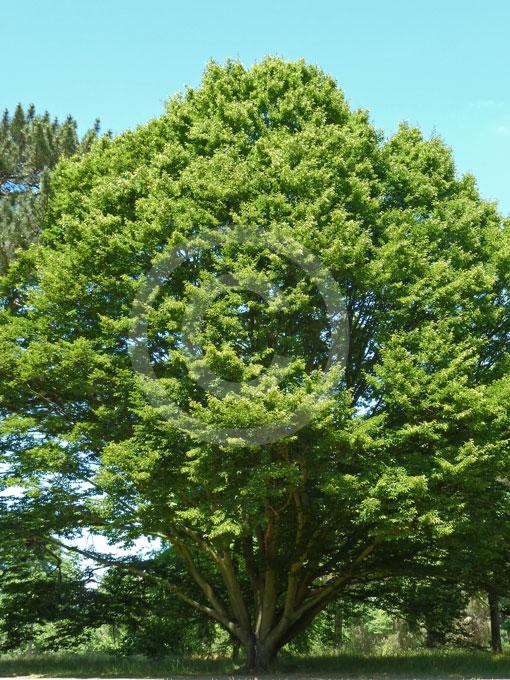 Carpinus Betulus Fastigiata Low Branch - View 9 from www redcrocus com