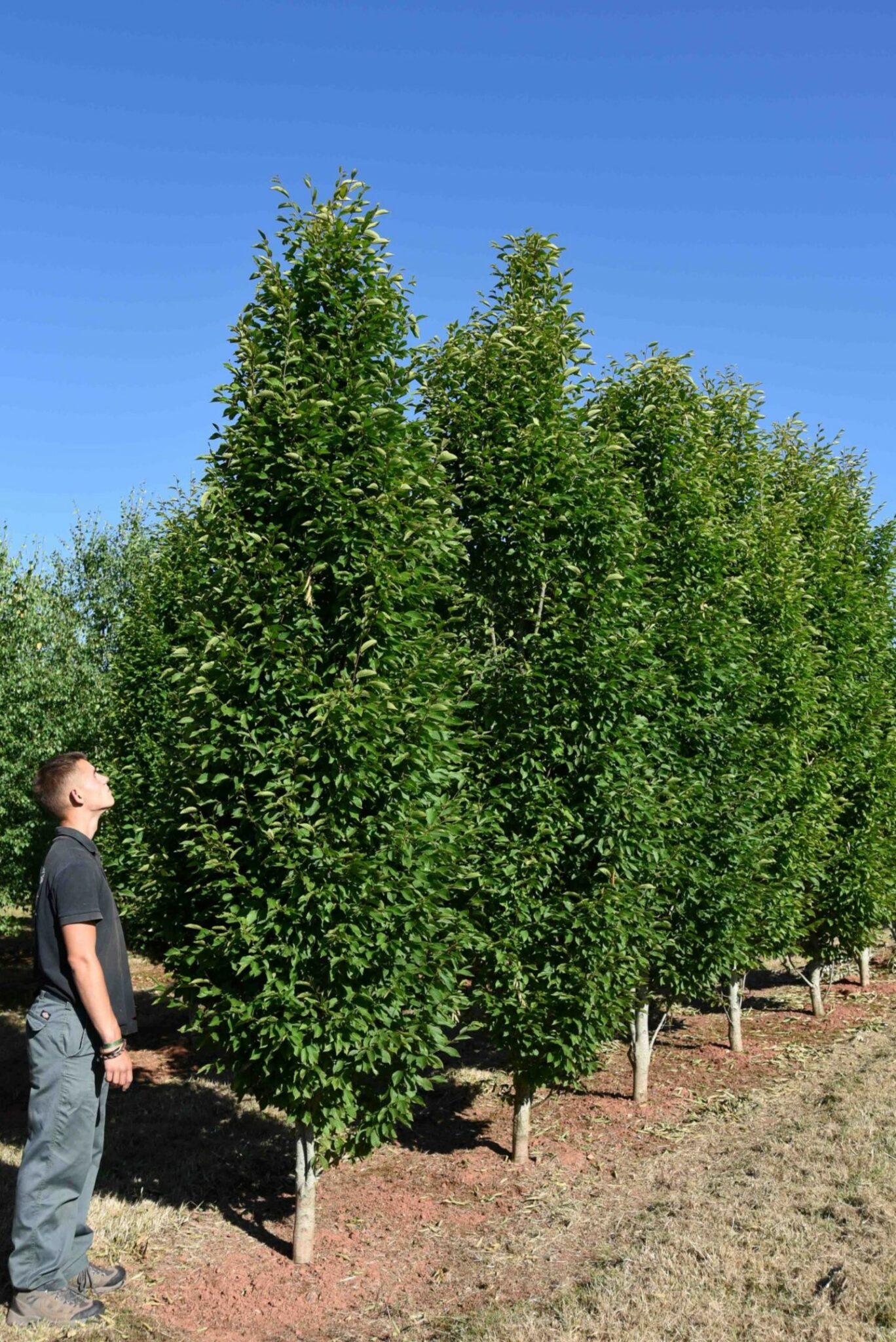 Carpinus Betulus Fastigiata Low Branch - View 13 from www redcrocus com
