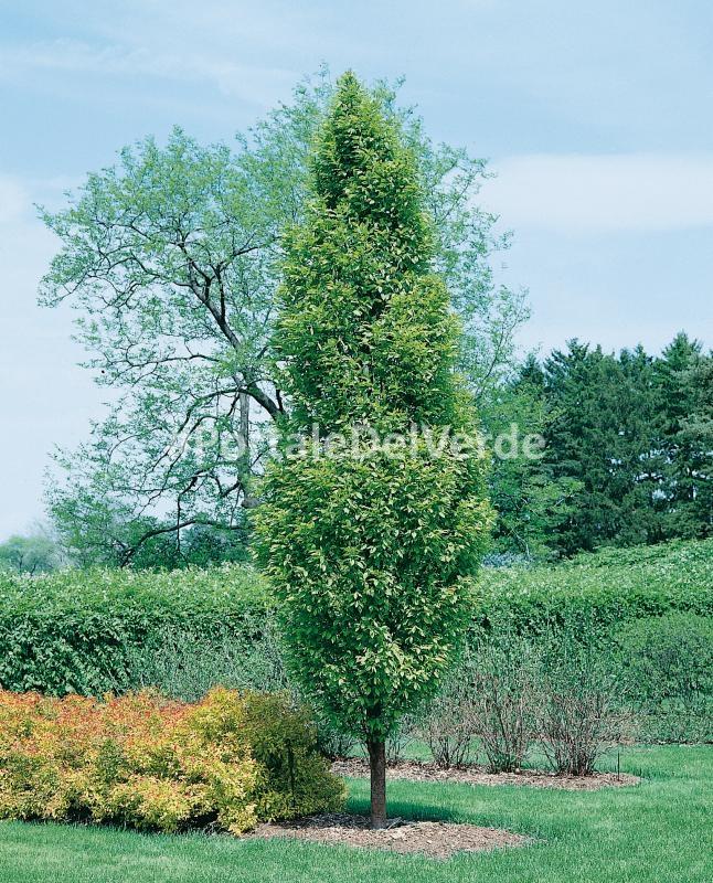 Carpinus Betulus Fastigiata Low Branch - View 14 from www redcrocus com