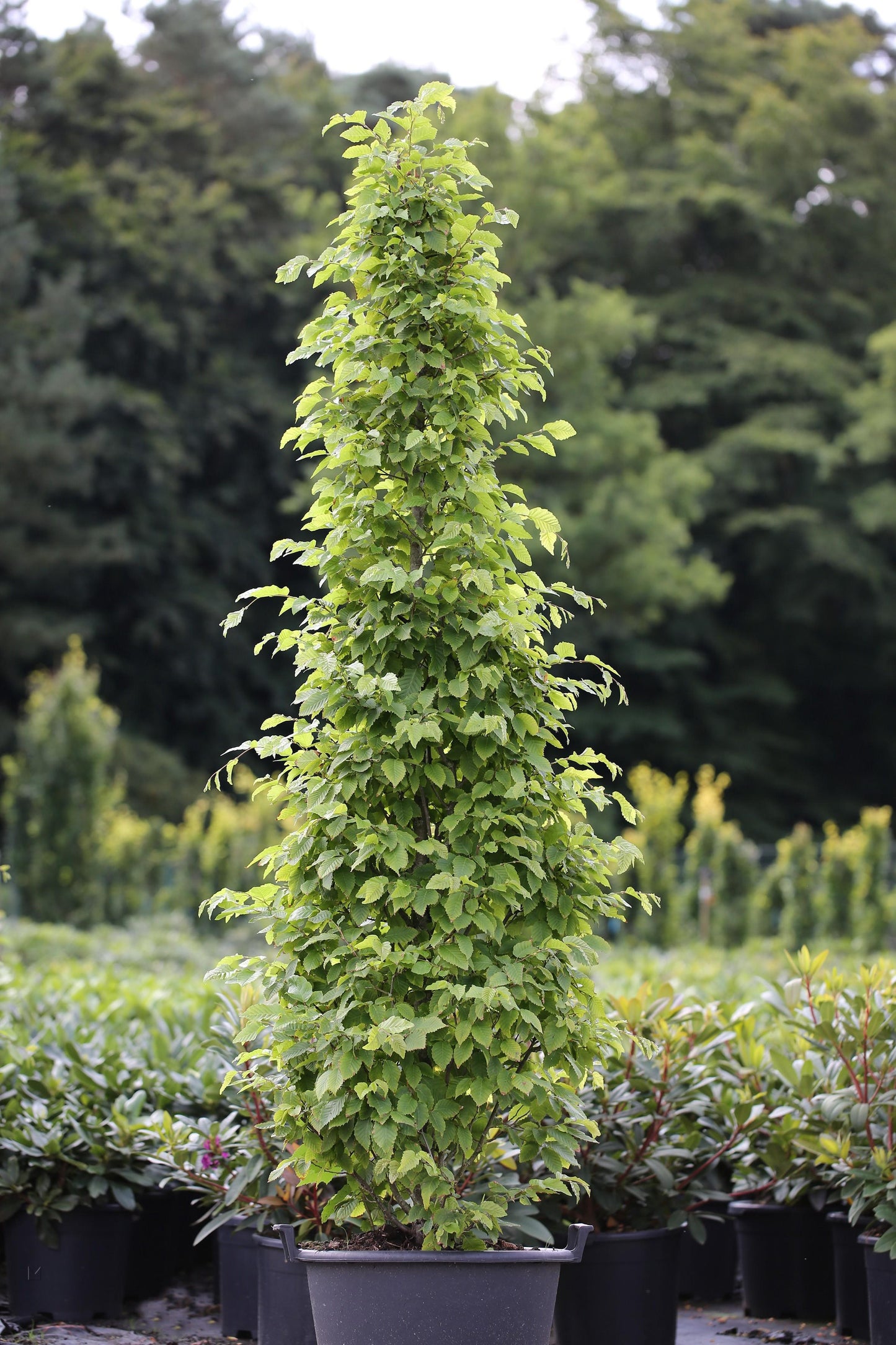 Carpinus Betulus Fastigiata Low Branch - View 4 from www redcrocus com