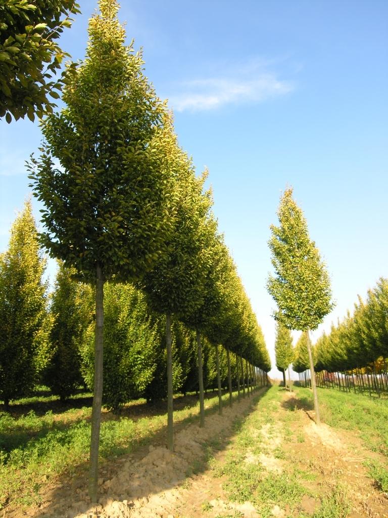 Carpinus Betulus Fastigiata Low Branch - View 6 from www redcrocus com