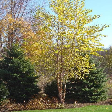 Betula Nigra Dura Heat Multi Stem - View 11 from www redcrocus com