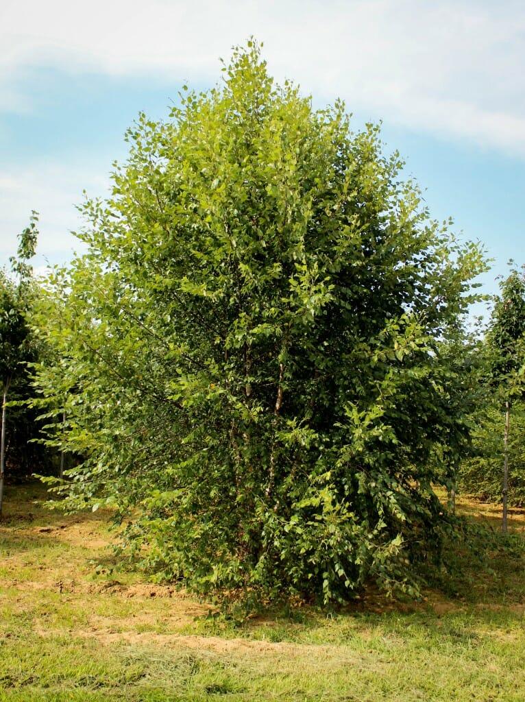 Betula Nigra Dura Heat Multi Stem - View 12 from www redcrocus com