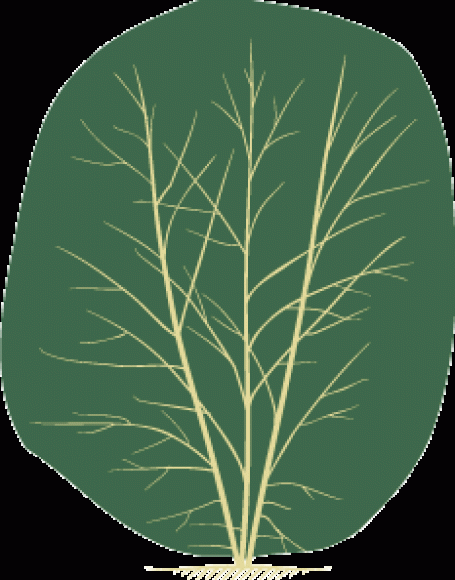 Betula Nigra Dura Heat Multi Stem - View 15 from www redcrocus com