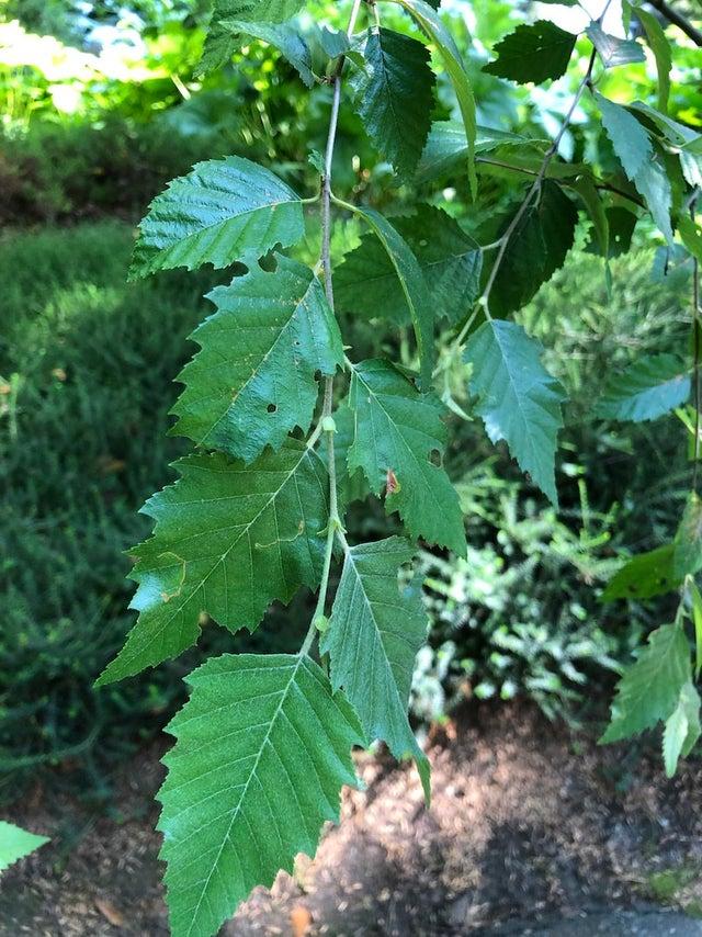 Betula Nigra Dura Heat Multi Stem - View 19 from www redcrocus com