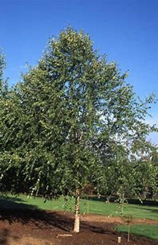 Betula Nigra Dura Heat Multi Stem - View 1 from www redcrocus com
