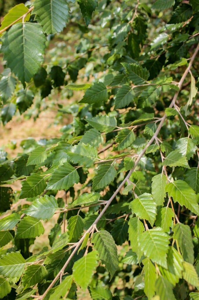 Betula Nigra Dura Heat Multi Stem - View 6 from www redcrocus com