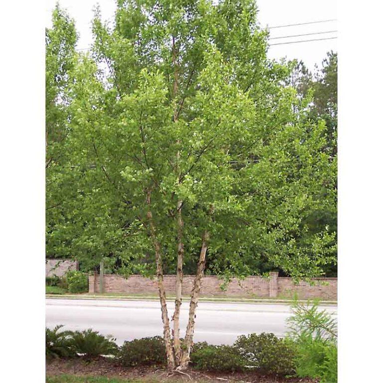 Betula Nigra Dura Heat Multi Stem - View 8 from www redcrocus com