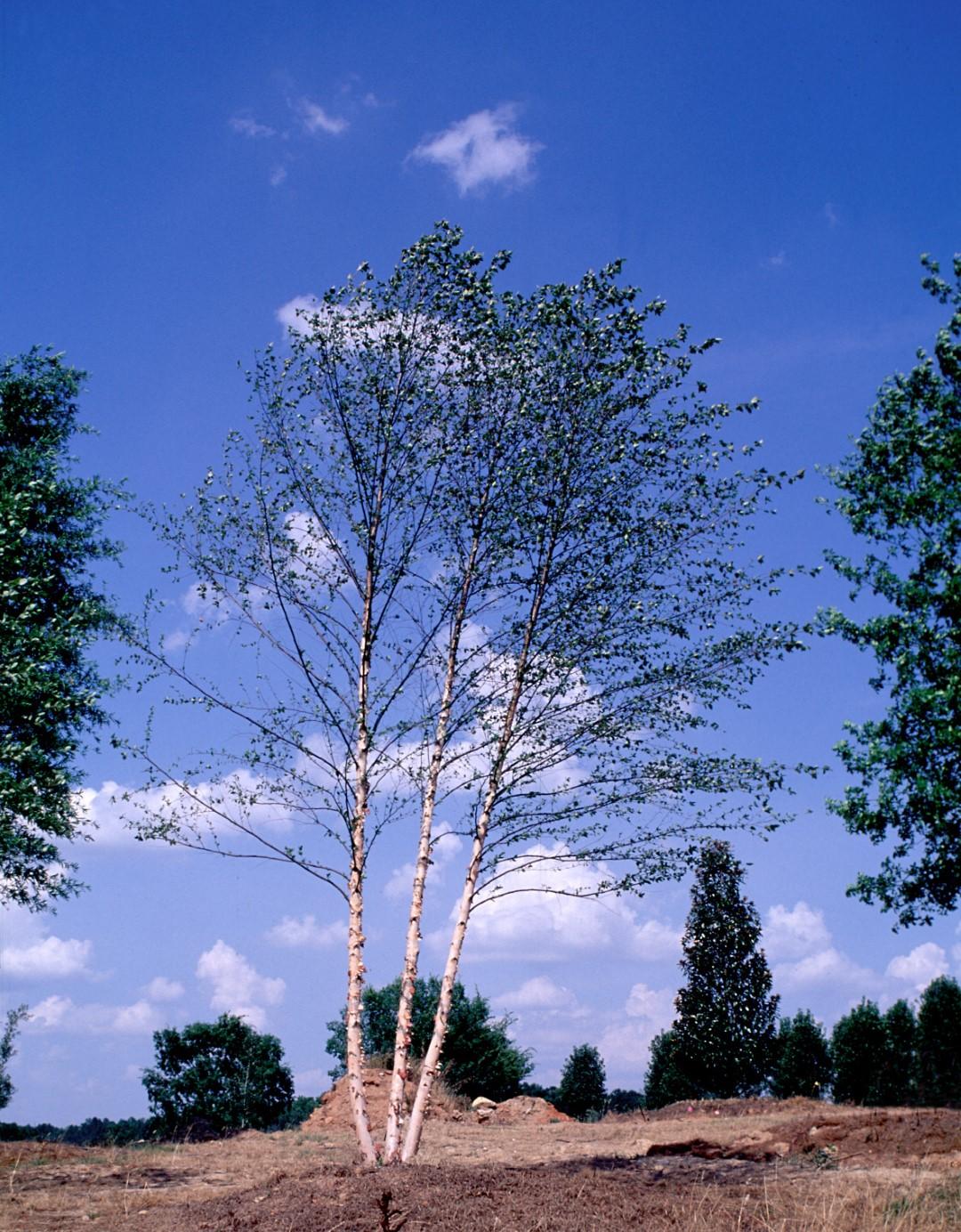 Betula Nigra Dura Heat Multi Stem - View 9 from www redcrocus com