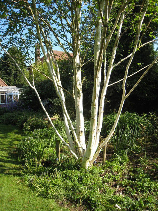 Betula Jacquemontii Multi Stem - View 10 from www redcrocus com