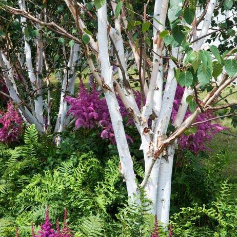 Betula Jacquemontii Multi Stem - View 10 from www redcrocus com