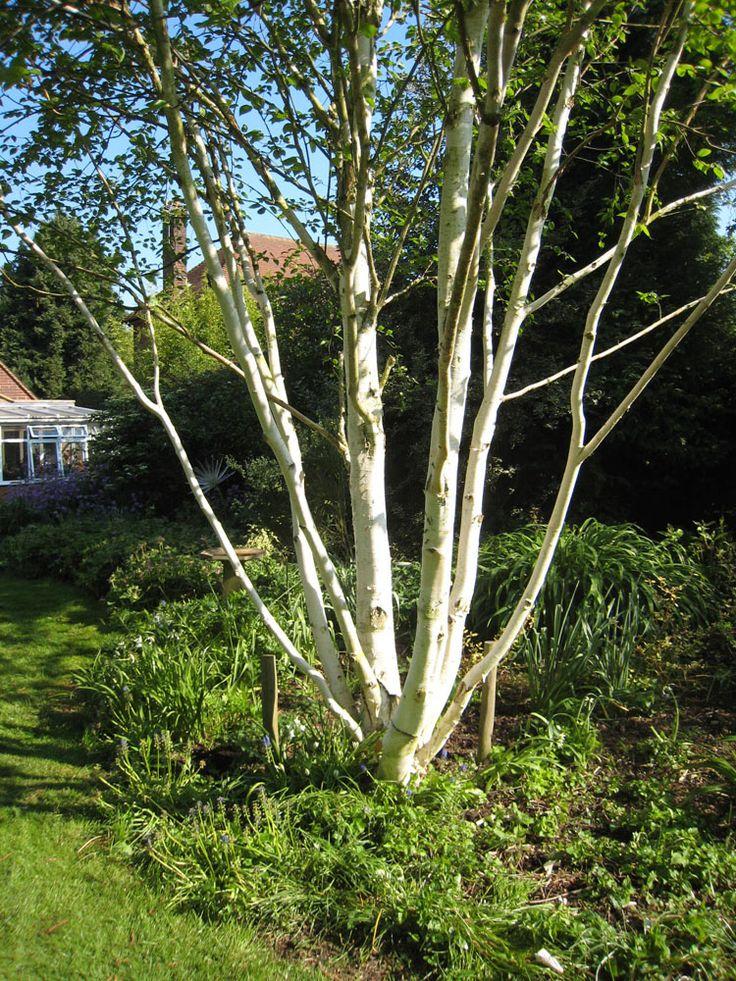 Betula Jacquemontii Multi Stem - View 11 from www redcrocus com
