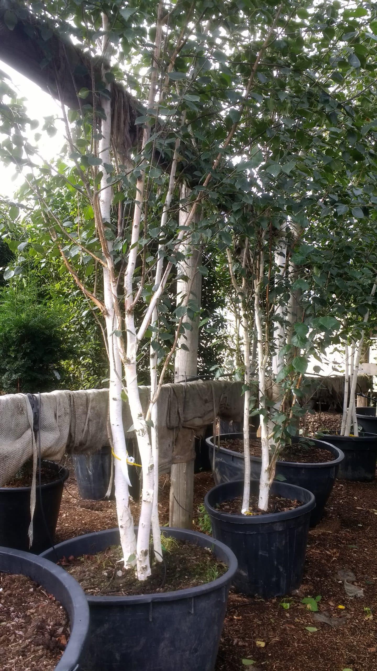 Betula Jacquemontii Multi Stem - View 12 from www redcrocus com
