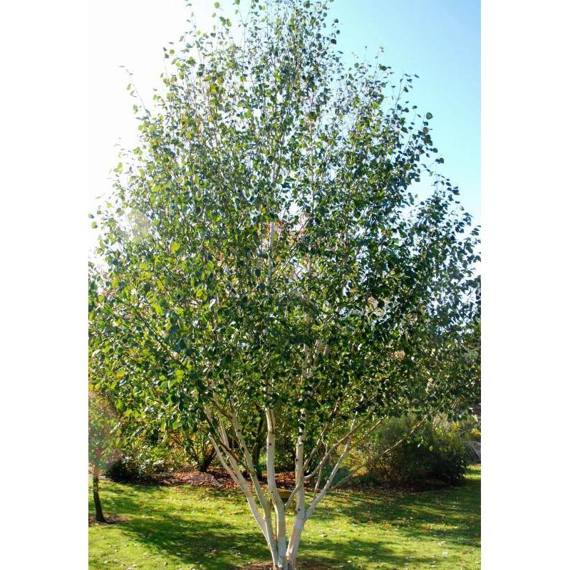 Betula Jacquemontii Multi Stem - View 13 from www redcrocus com