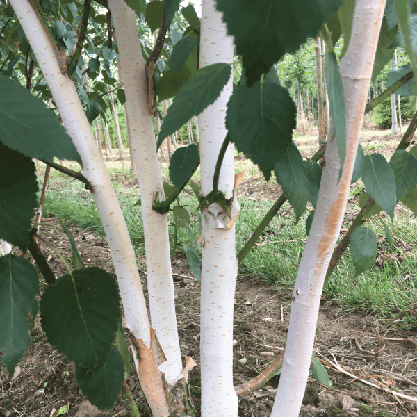 Betula Jacquemontii Multi Stem - View 14 from www redcrocus com