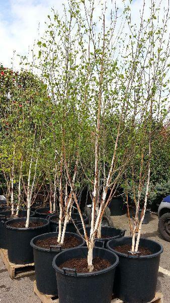 Betula Jacquemontii Multi Stem - View 15 from www redcrocus com