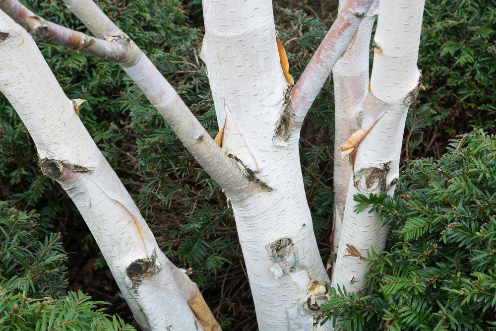 Betula Jacquemontii Multi Stem - View 17 from www redcrocus com