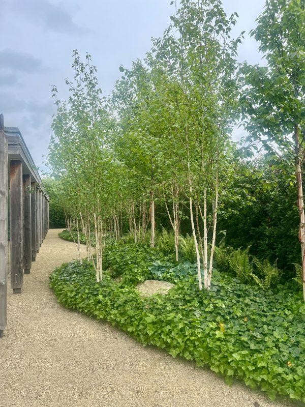 Betula Jacquemontii Multi Stem - View 18 from www redcrocus com