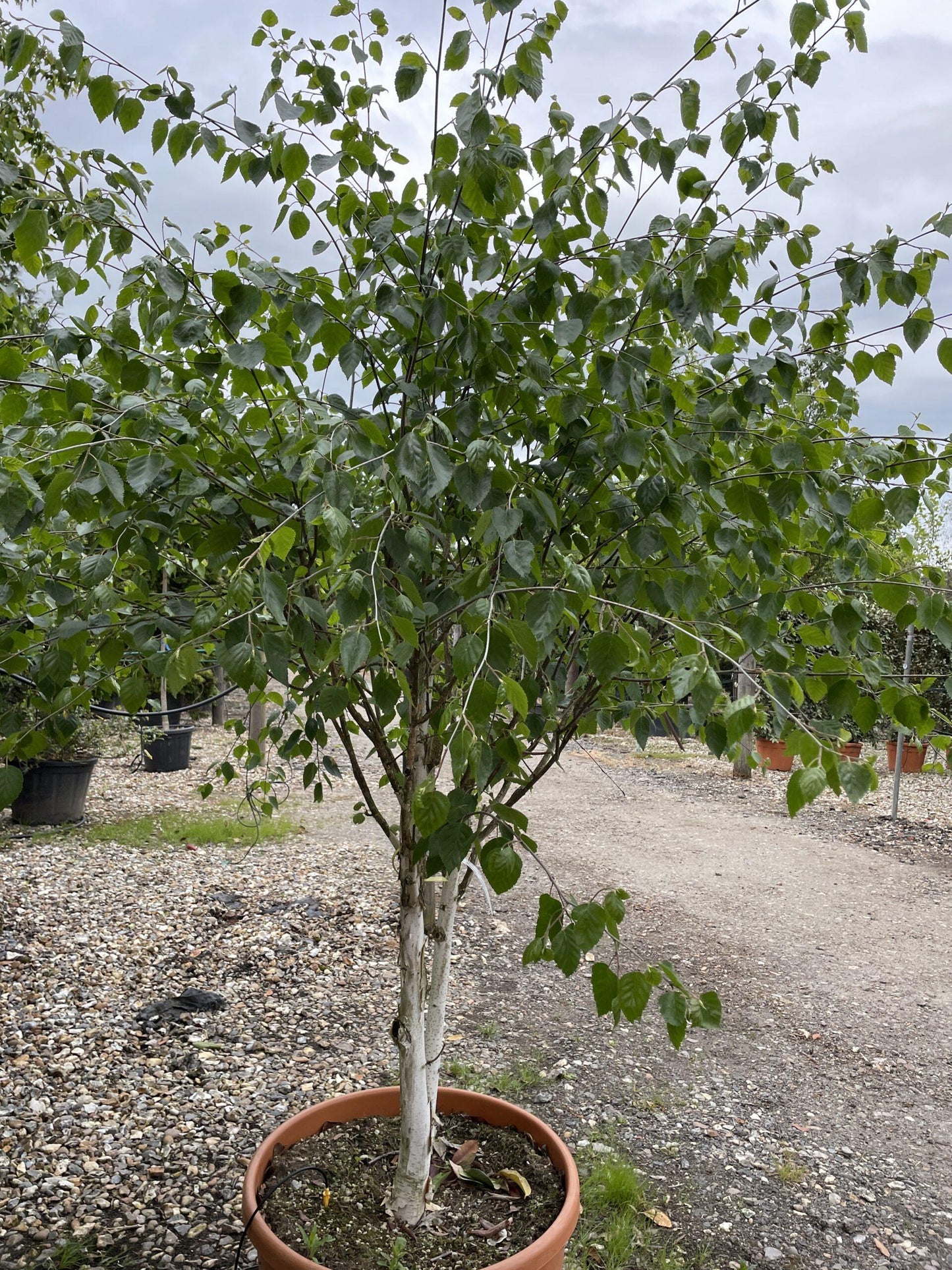 Betula Jacquemontii Multi Stem - View 19 from www redcrocus com