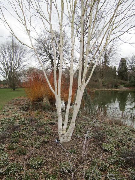Betula Jacquemontii Multi Stem - View 20 from www redcrocus com