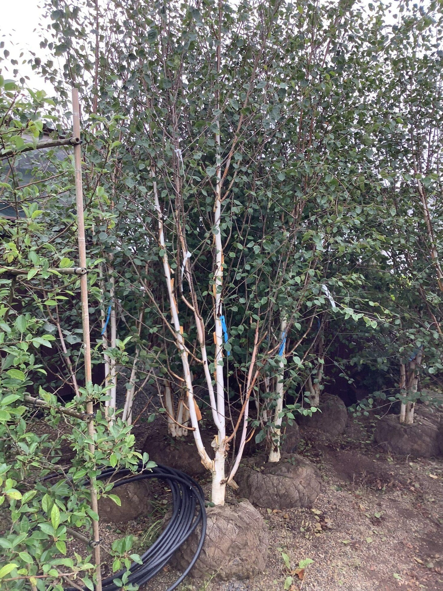 Betula Jacquemontii Multi Stem - View 21 from www redcrocus com