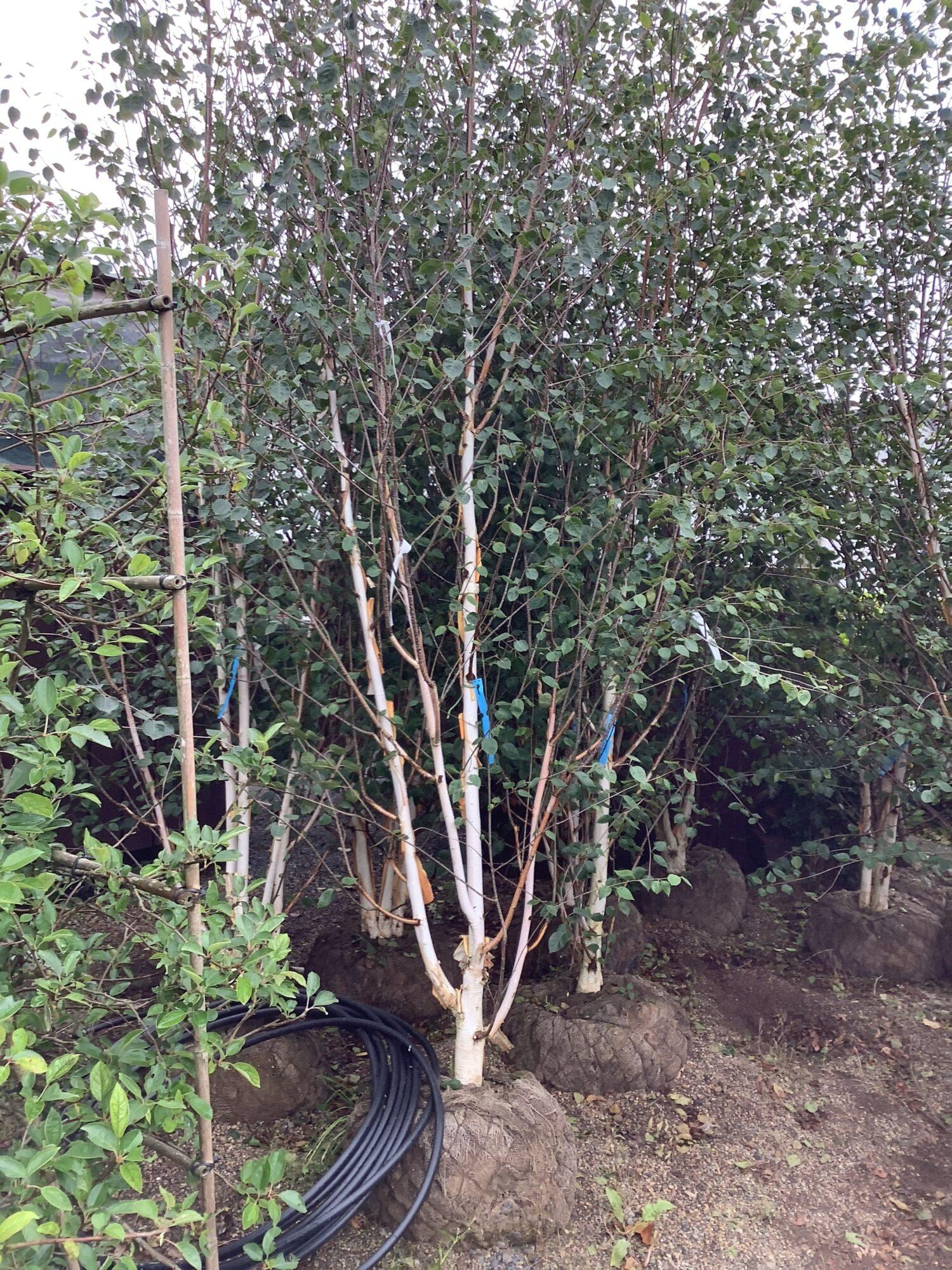 Betula Jacquemontii Multi Stem - View 21 from www redcrocus com