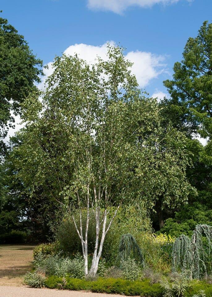 Betula Jacquemontii Multi Stem - View 22 from www redcrocus com