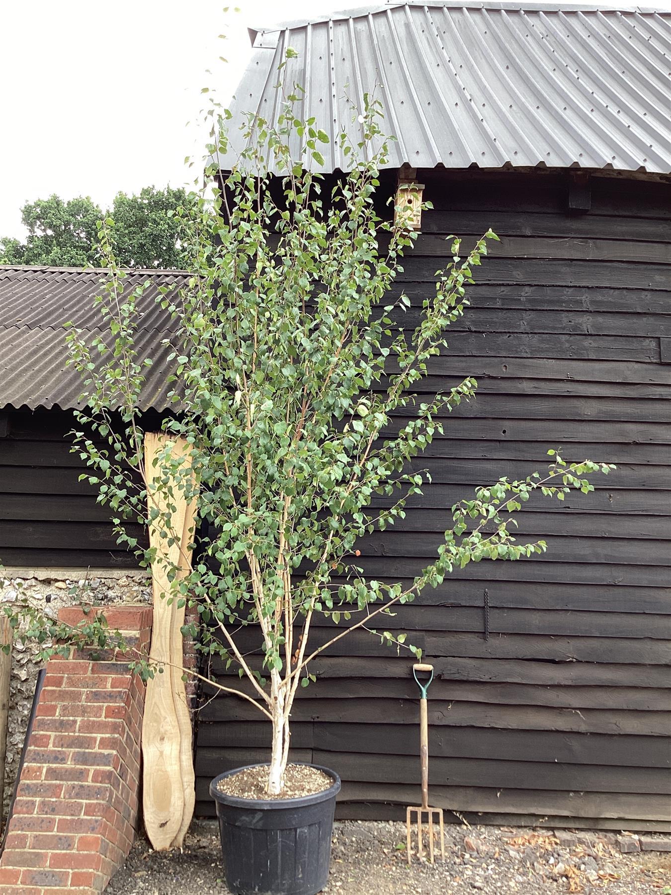 Betula Jacquemontii Multi Stem - View 24 from www redcrocus com
