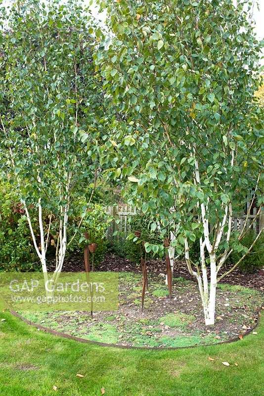 Betula Jacquemontii Multi Stem - View 25 from www redcrocus com