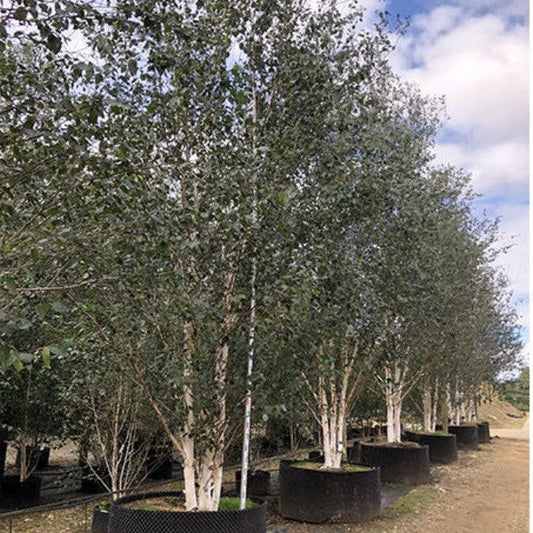 Betula Jacquemontii Multi Stem - View 29 from www redcrocus com