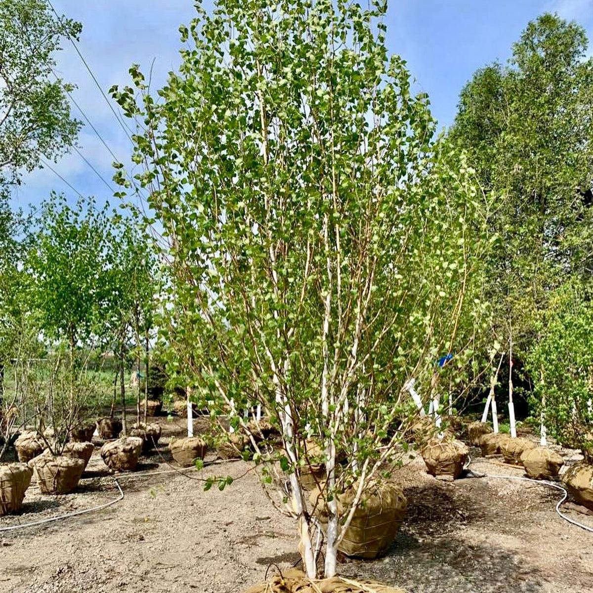 Betula Jacquemontii Multi Stem - View 30 from www redcrocus com