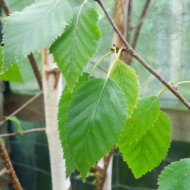 Betula Jacquemontii Multi Stem - View 31 from www redcrocus com